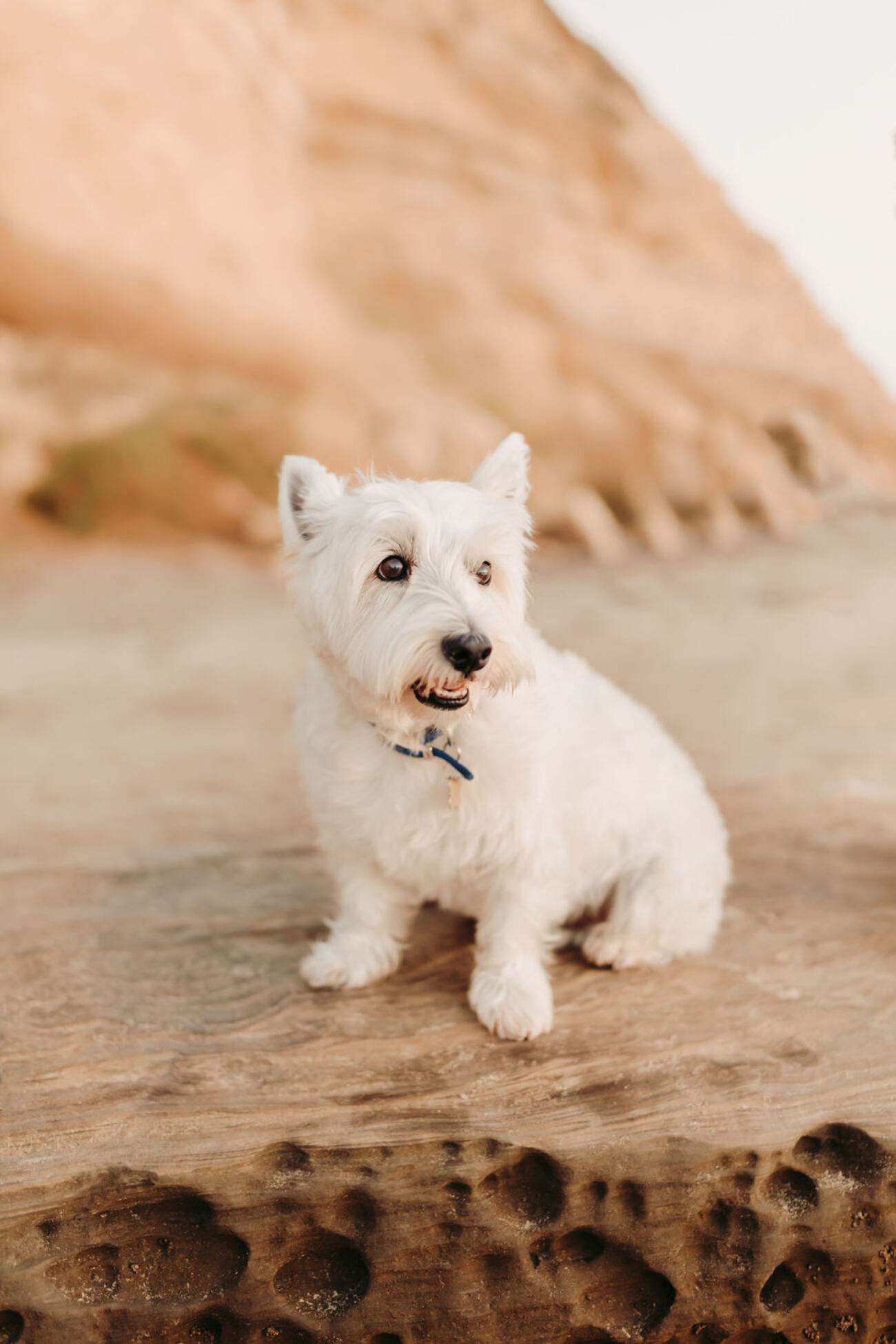 A white dog sits on a rock by the ocean