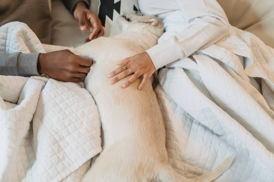 Two persons lying on a bed petting a white dog