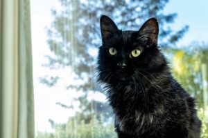 A black cat with bright yellow eyes sitting near a window