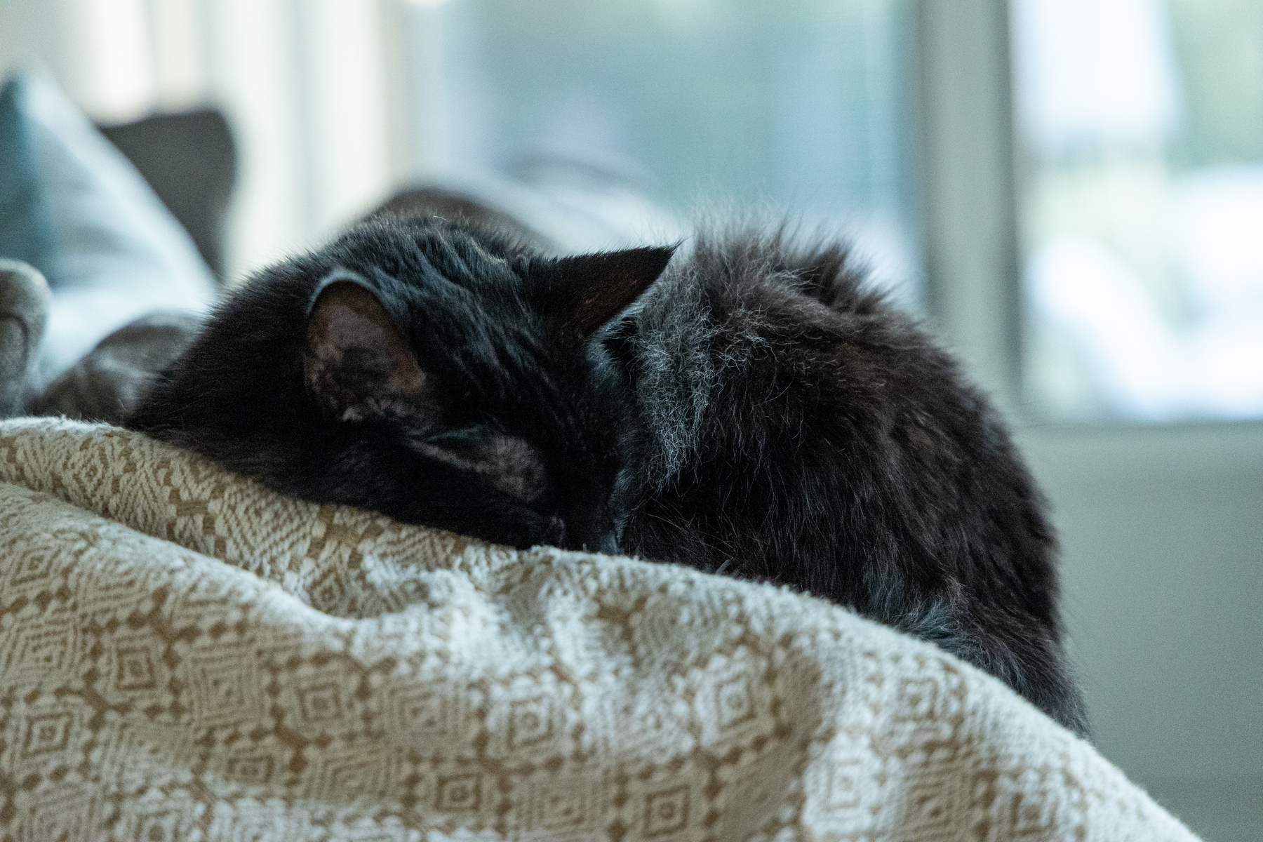 Black cat sleeping on a patterned blanket
