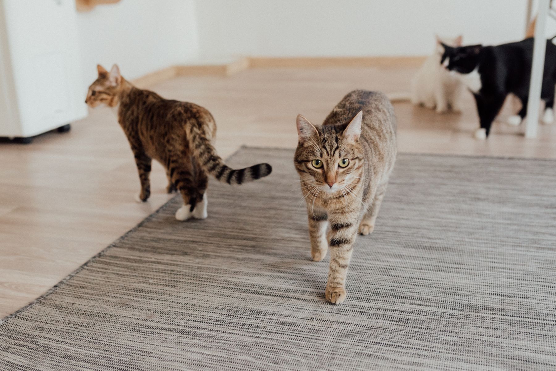 Three cats walking through a home