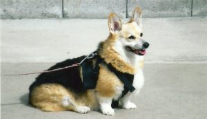 A fluffy corgi dog sits on a concrete surface, wearing a black harness and leash.