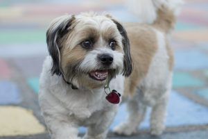 small tan and white happy dog