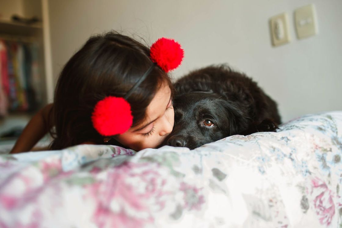 Black Spaniel dog being kissed by a young girl while they're both lying on a bed