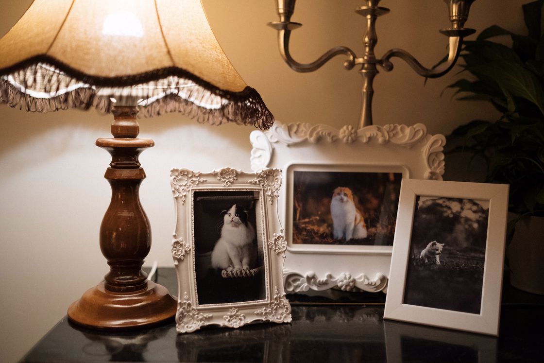 White wooden picture frames with photos of three different cats