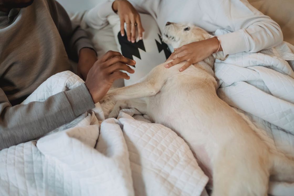 Couple cuddling with their white dog while laying on their bed