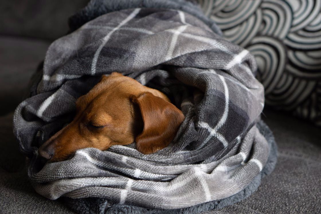 Brown daschund sleeping while wrapped with a gray blanket