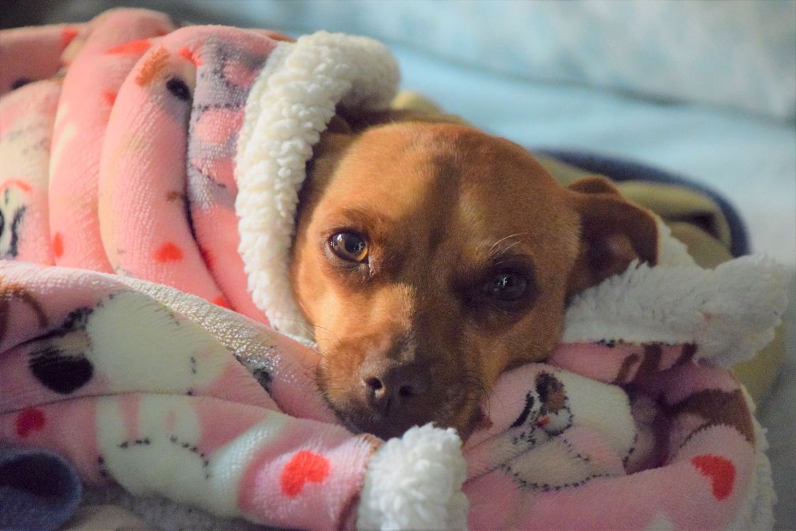 Brown dog wrapped in a pink blanket