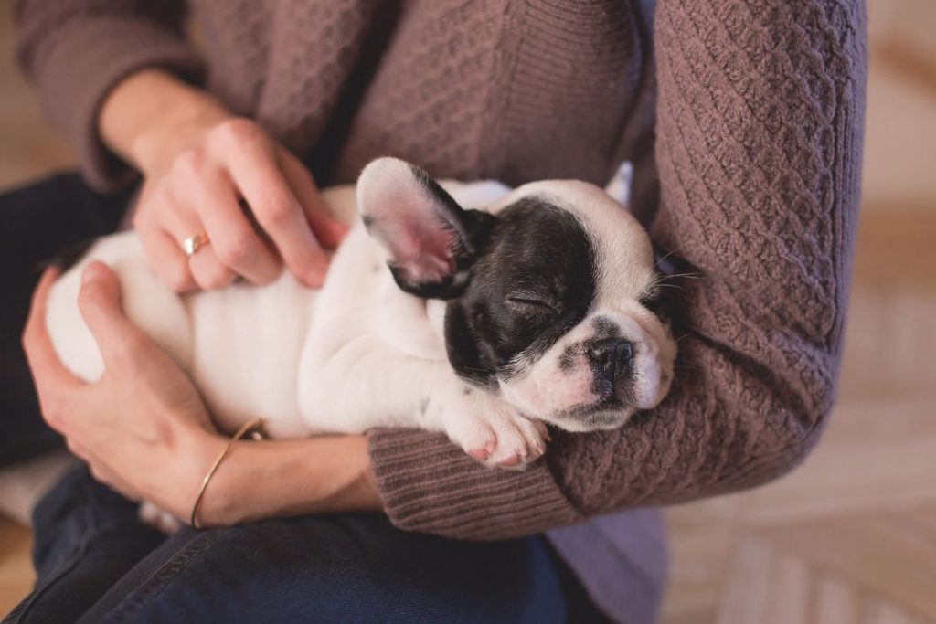 Woman holding a white and black bulldog puppy in her hands