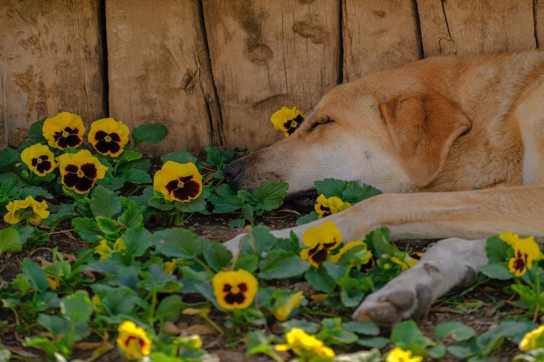 Brown dog sleeping beside a bed of yellow flowers outdoors