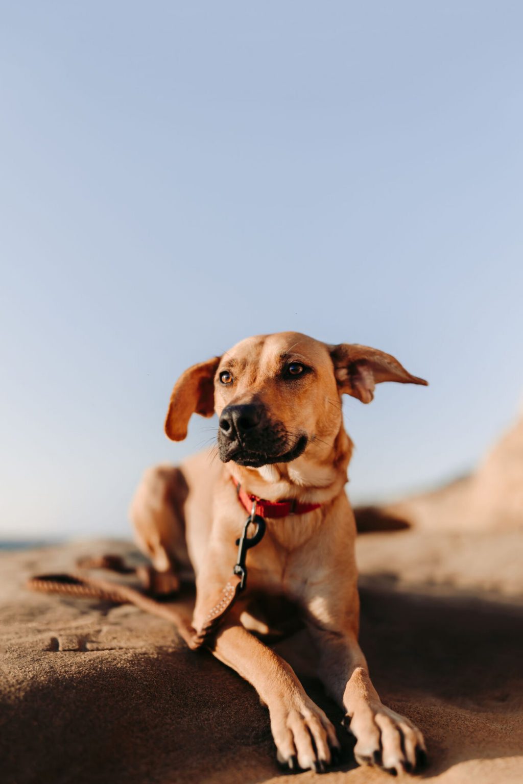 How Much Does InHome Pet Euthanasia Cost? Paws Into Grace