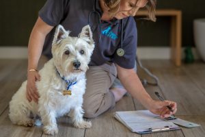 Paws Into Grace staff filling out form with the dog on her side