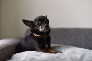 Black chihuahua sitting upright on a gray sofa