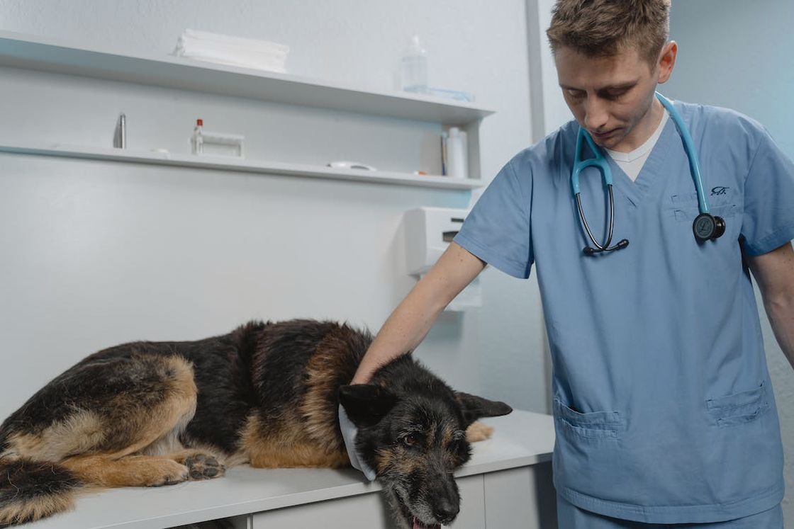 Veterinarian checking up on a black and brown dog's vitals while it is laid out on an examination table