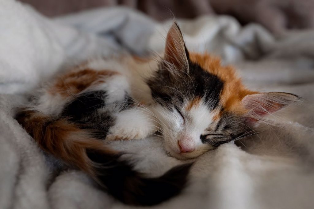 What Do Pet Cremation Ashes Look Like? Paws Into Grace