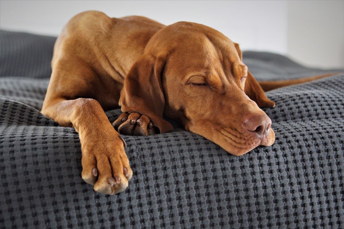 Brown dog sleeping on a bed with quilted mattress cover