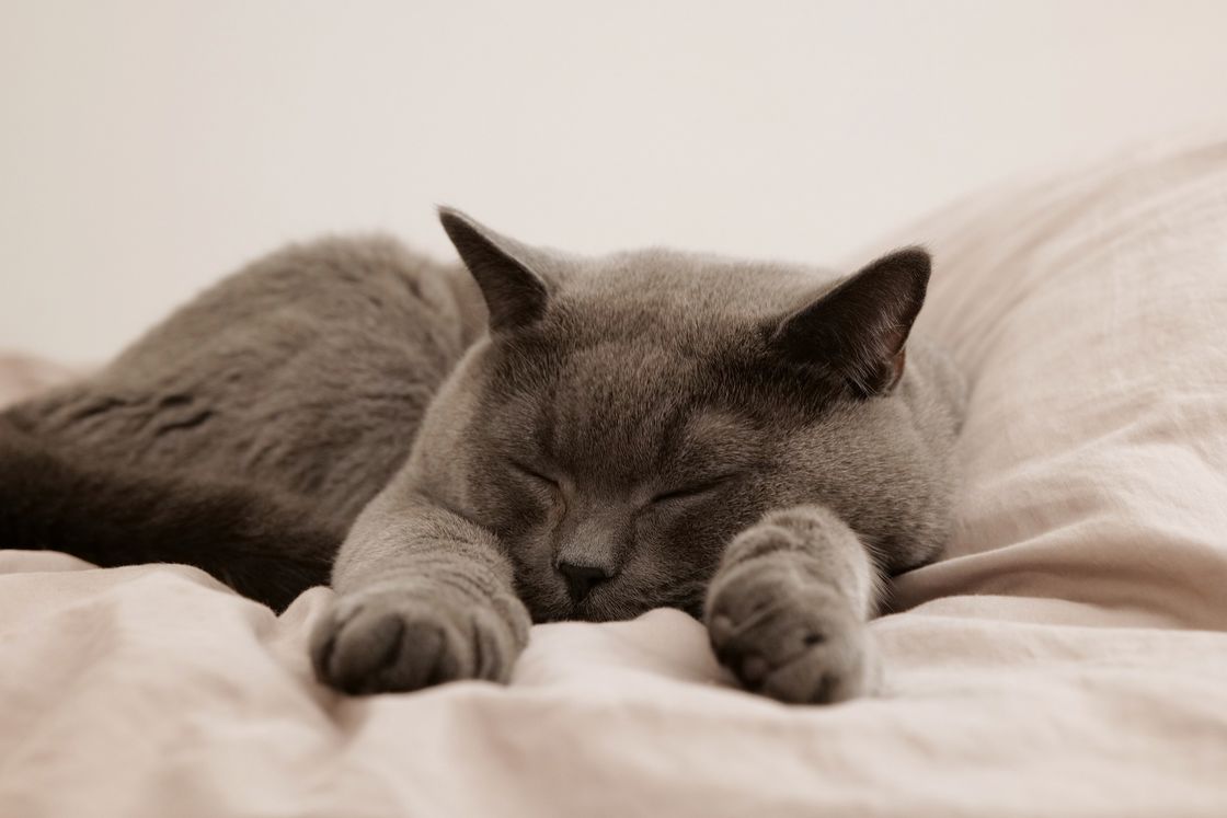 Gray cat sleeping on a pink mattress