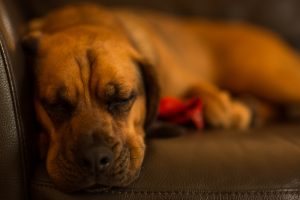 A close-up view of a brown dog sleeping on a green couch