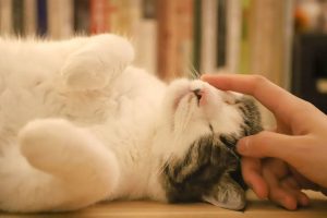 Hand carresing a white and and gray cat that is lying on their back