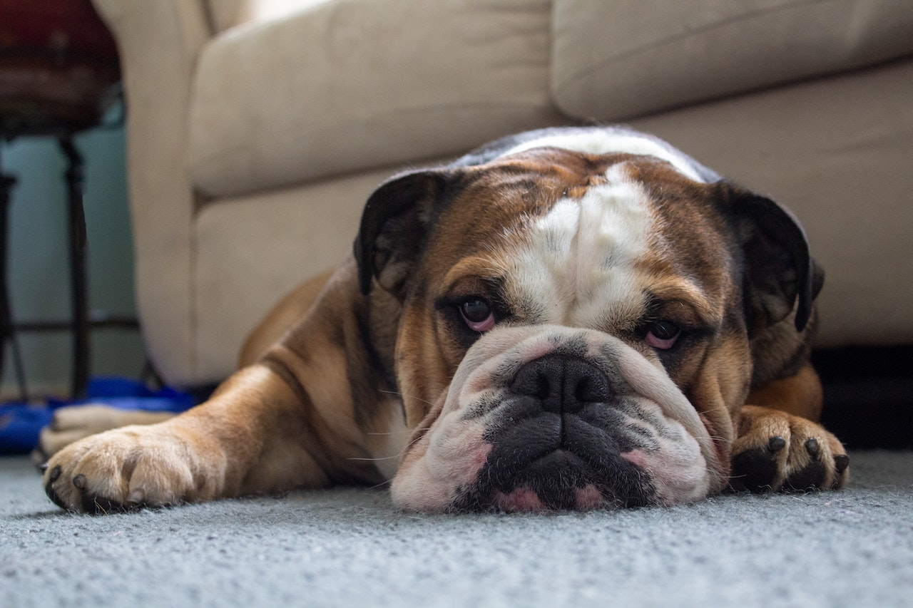 An English bulldog with a brown and white coat lying on the carpet