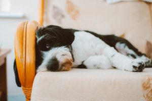 A dog with white black coat lying on a white cushion