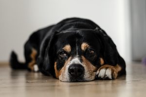 A dog with a black and brown short coat lying on a brown surface