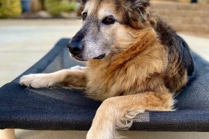 In Memory of Dixie