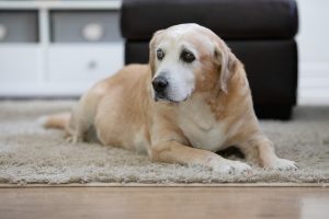 A senior brown labrador sitting on a brown carpet