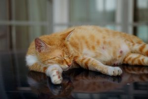 A close-up view of an orange cat lying on a glass table