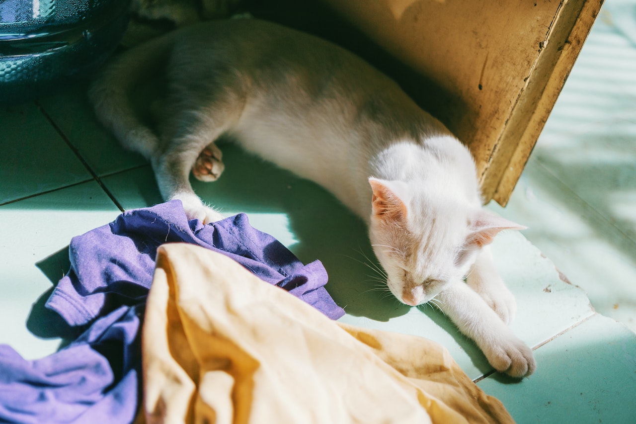 A white cat lying on a green textile near a brown wooden door
