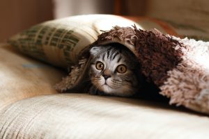 Picture of a cat under a blanket