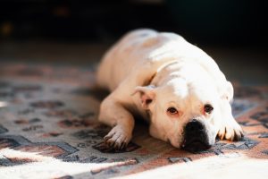 a Bulldog laying on a carpet