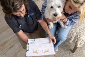 A staff together with the owner and the pet talking about euthanasia