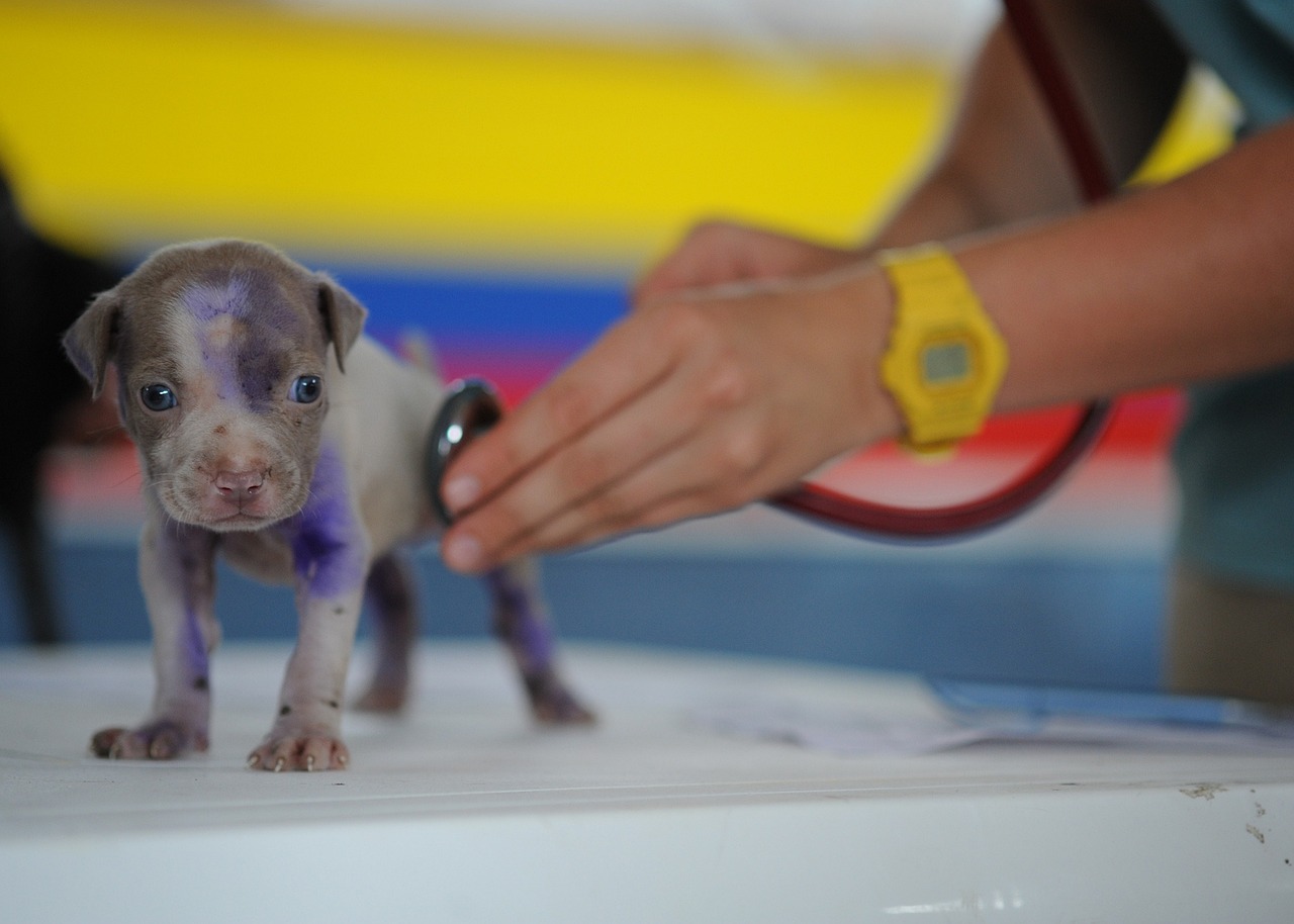 A small puppy getting checked by a vet using a stethoscope
