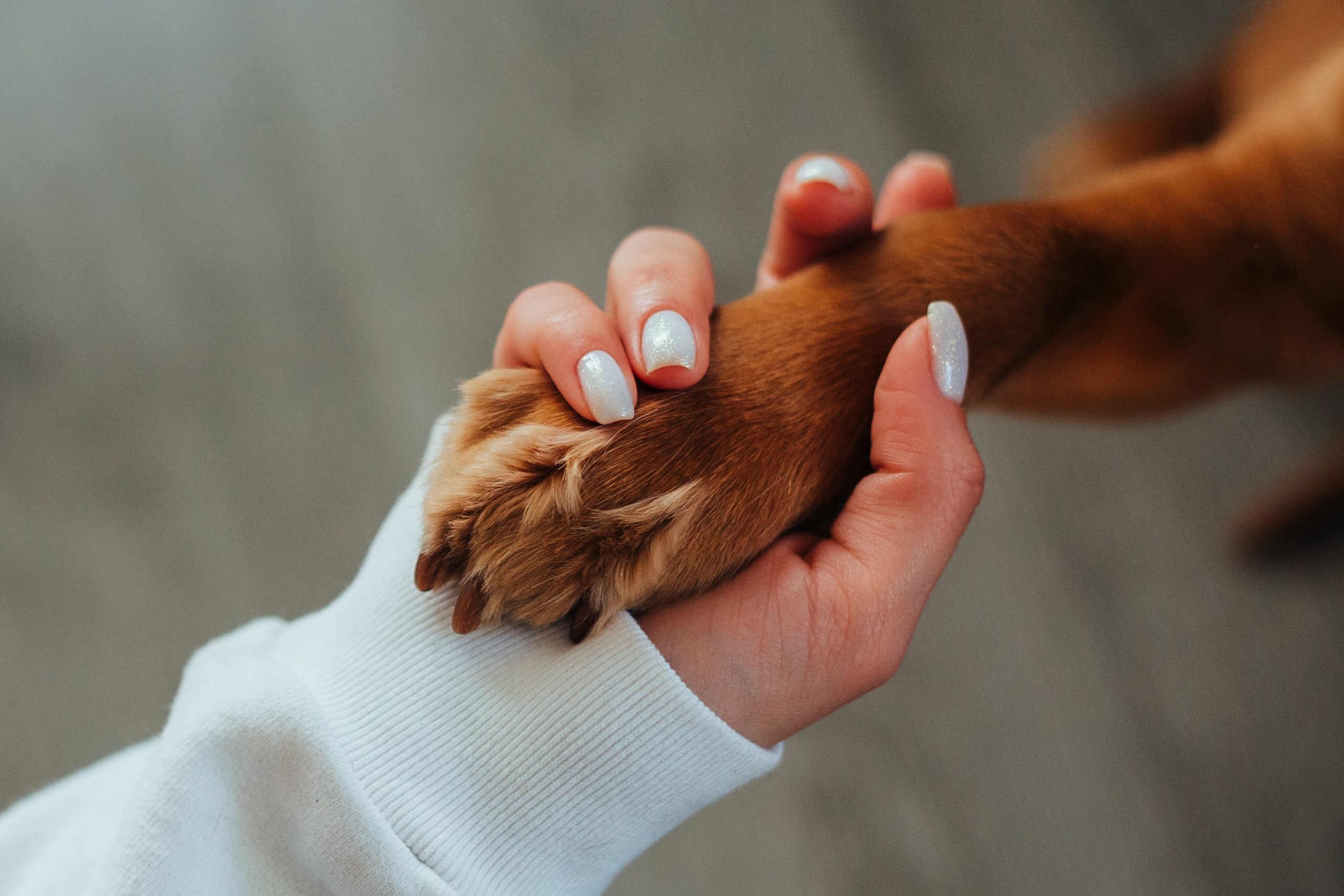 A hand of a woman holding her dog's paw