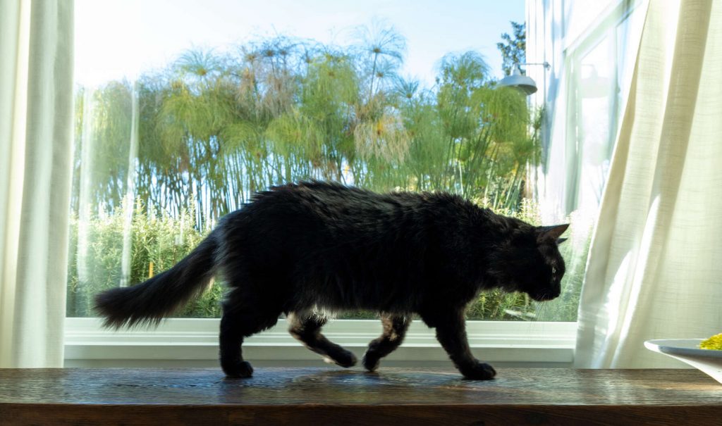 How Do You Know When It’s Time to Euthanize Your Cat? Paws Into Grace