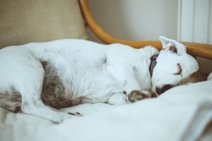 A white pup sleeping on a rocking chair