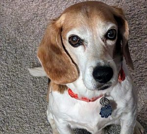 A beagle with a red collar and tag sits on a carpeted floor, looking up with big eyes.