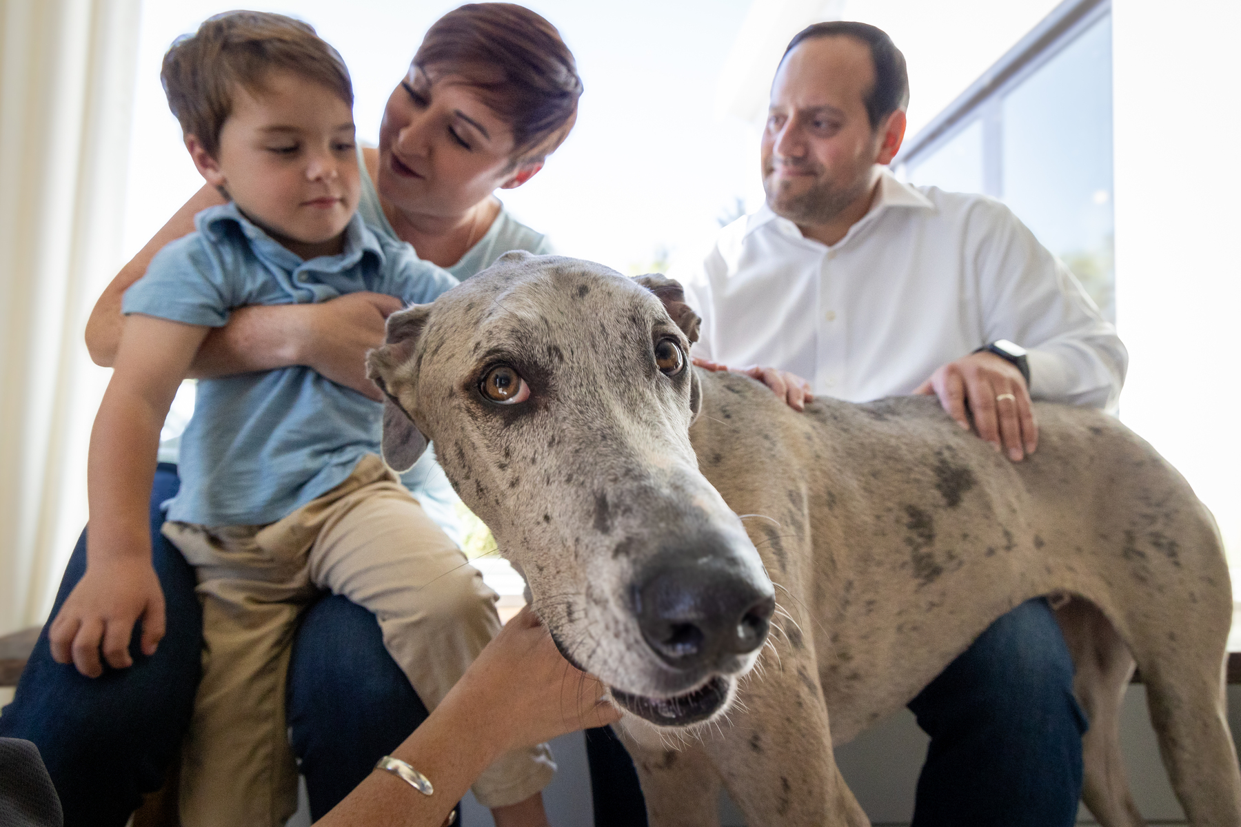 Family with a young child lovingly petting a large gray Great Dane indoors