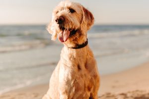 A dog wearing a blue bandana sits on the sandy beach