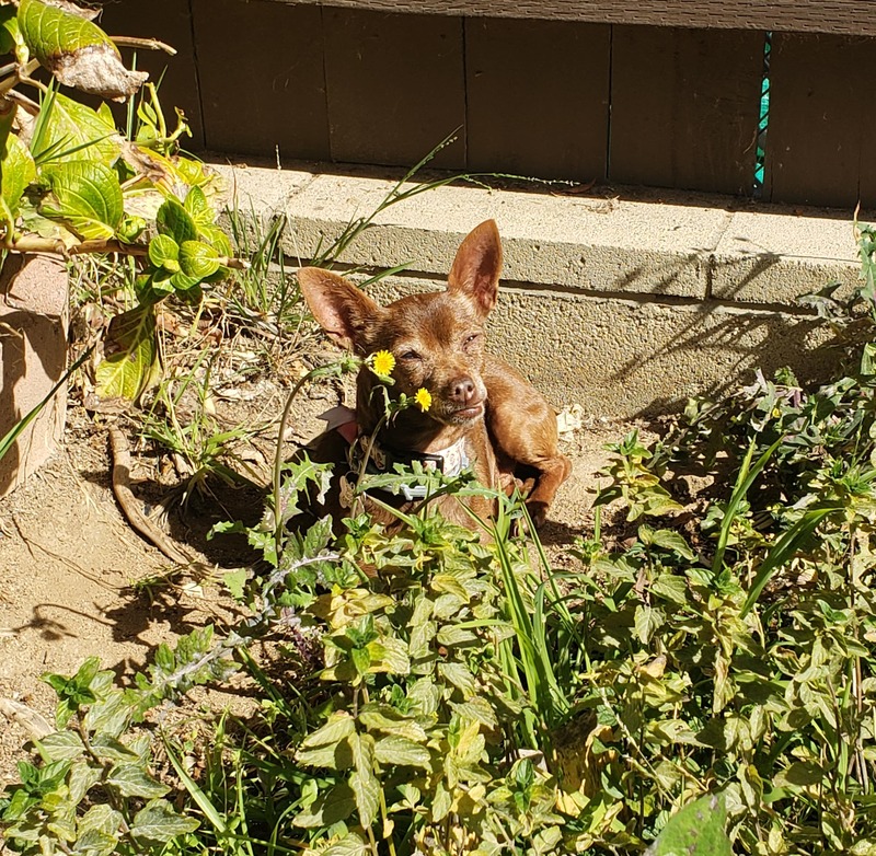 A dog sitting in a garden surrounded by grass and yellow flowers.