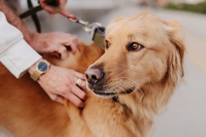 Golden retriever on leash being petted outdoors