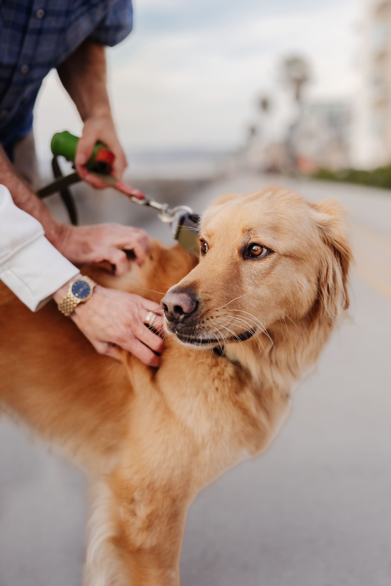Golden retriever on leash being patted outdoors