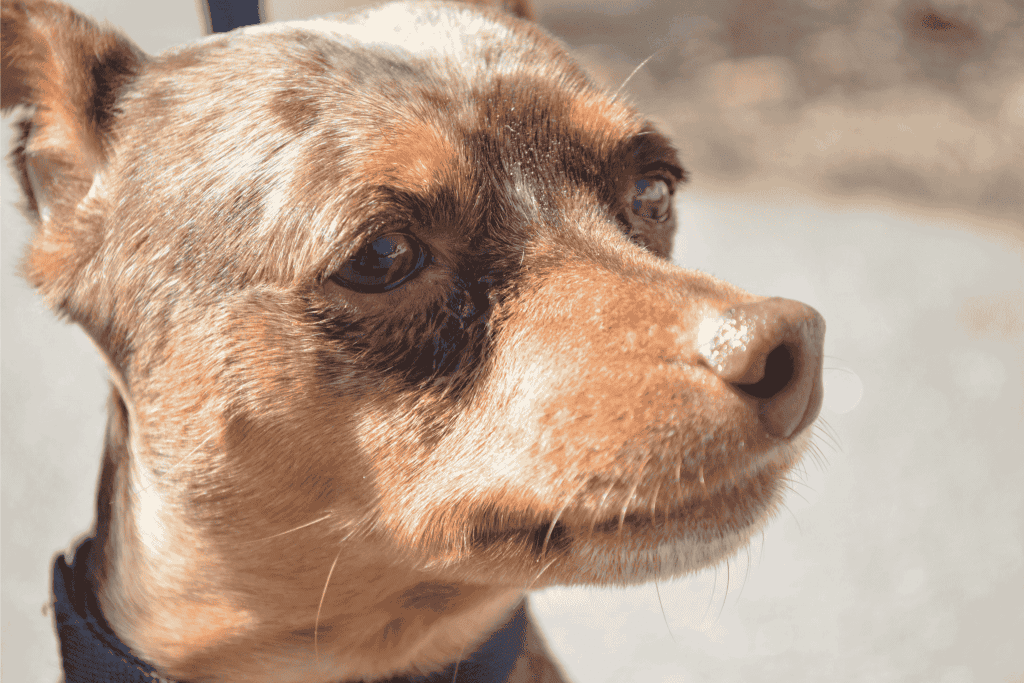 A brown dog wearing a collar outdoors and gazing on its left side.