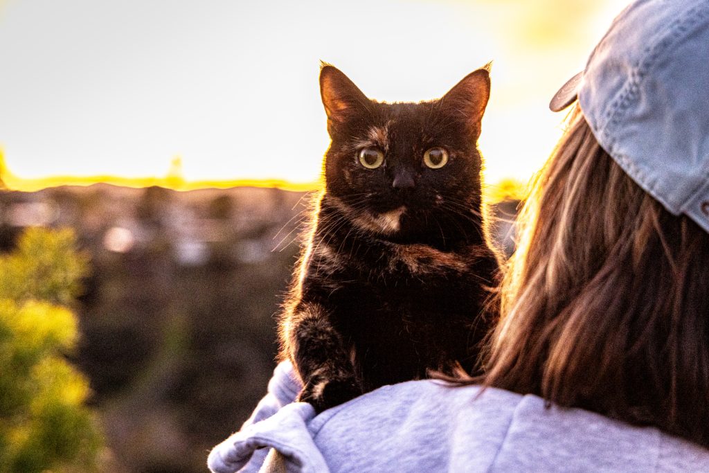 A woman cradles a cat against a vibrant sunset backdrop