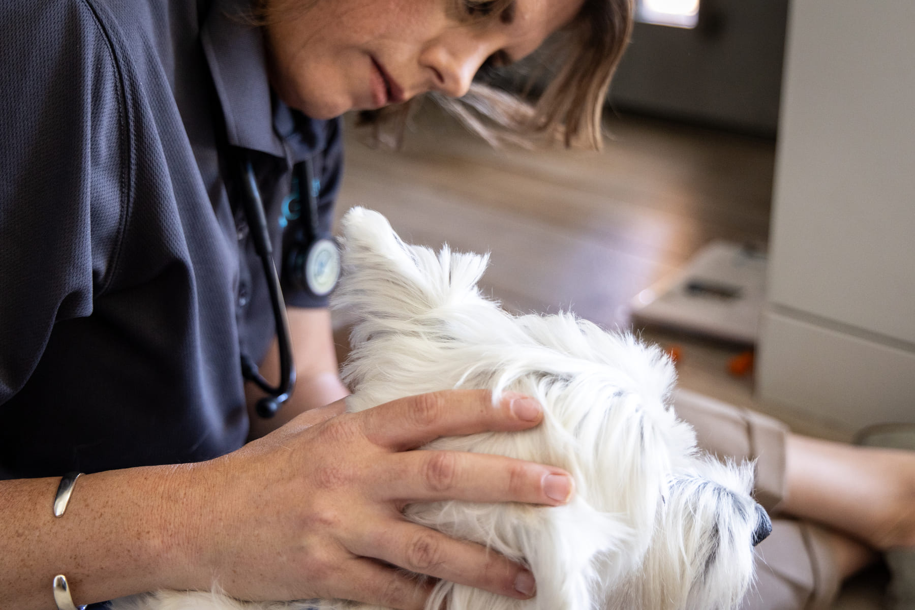 A veterinarian checking a white dog