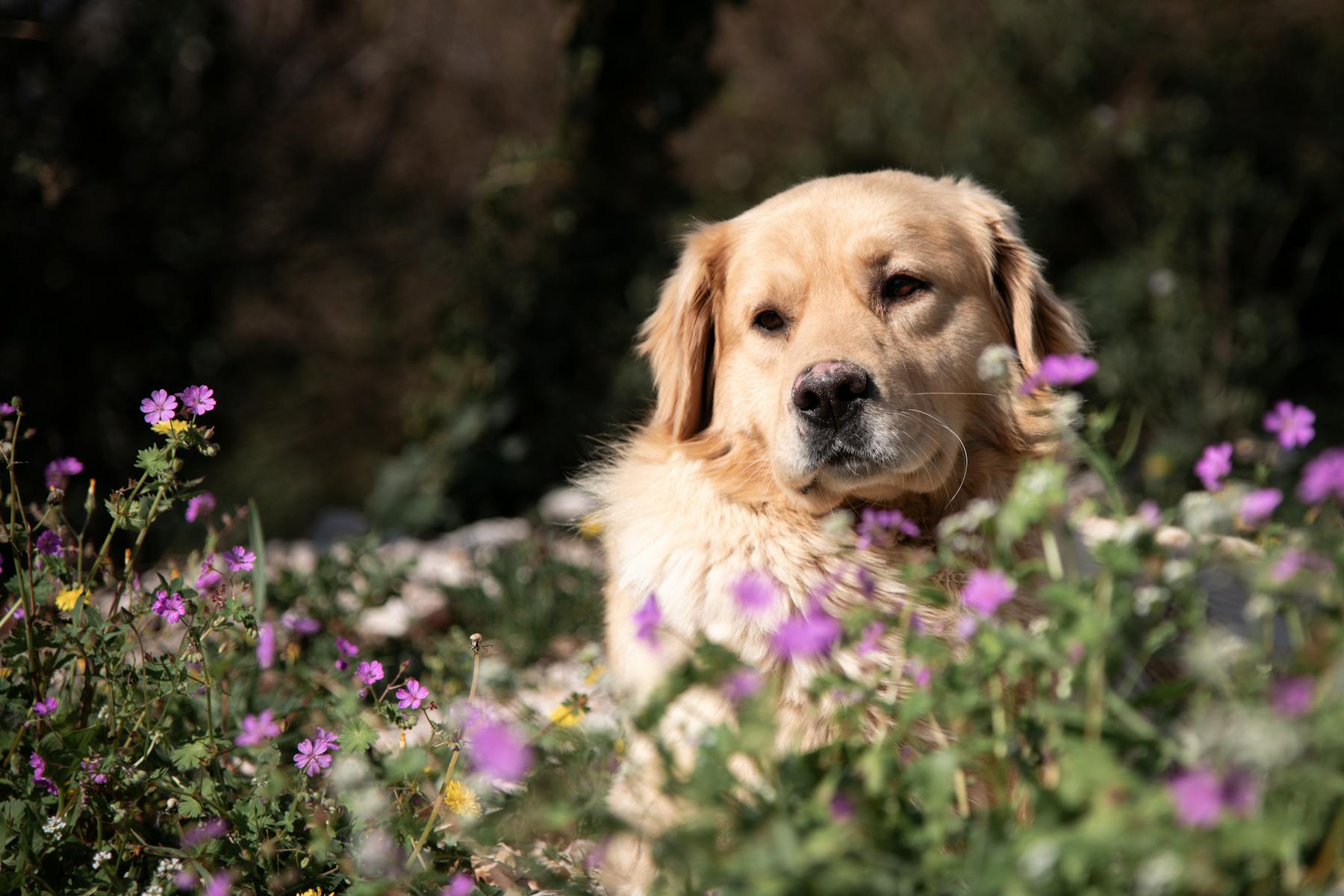 Golden retriever sitting among purple flowers