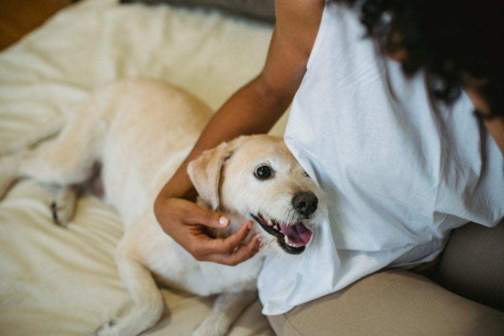 Small dog cuddling with owner on couch