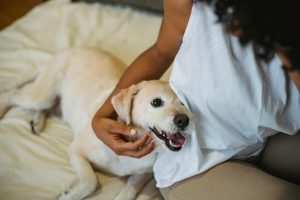 Small dog cuddling with owner on couch