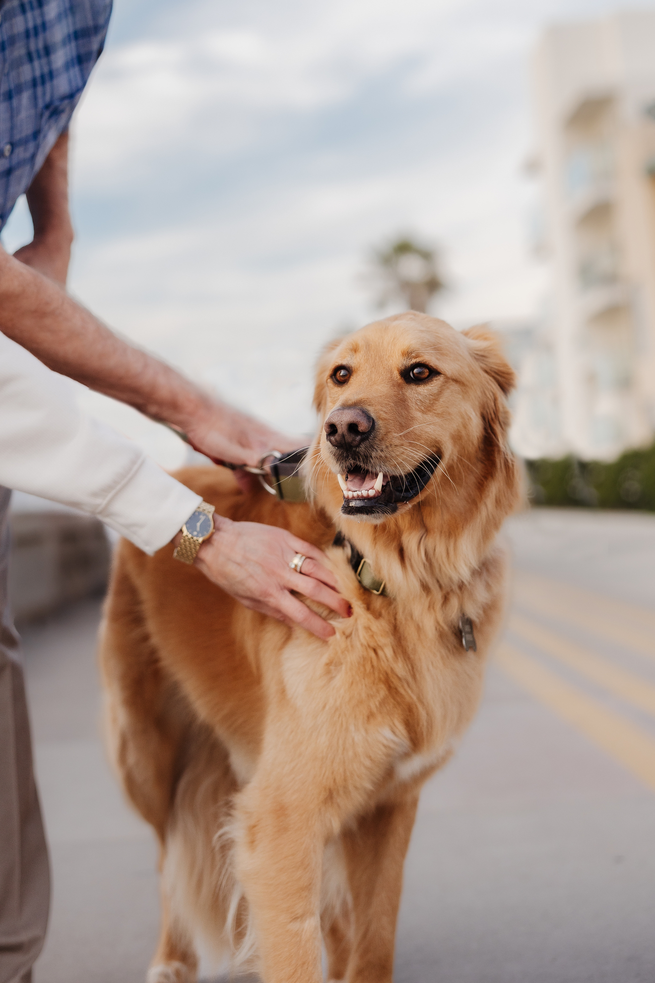Golden retriever being comforted outdoors